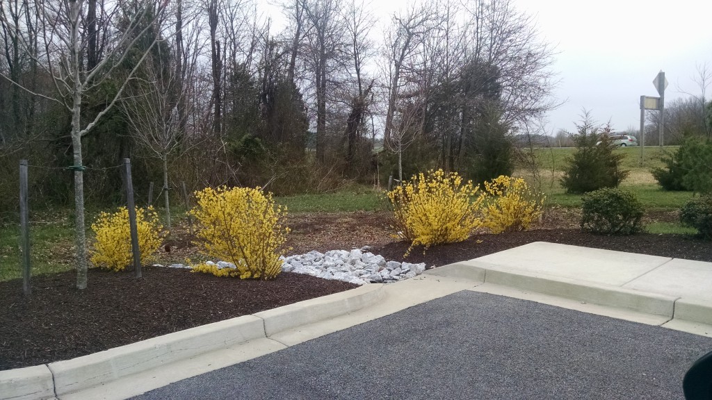 Bioretention facility MSMU